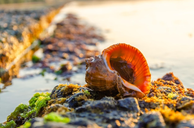 Rapan shell on the rocks near the sea.