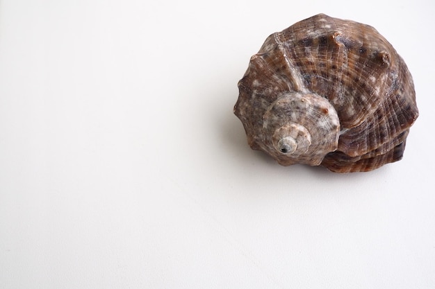 Photo rapana genus of carnivorous marine prosobranch gastropods from the muricidae the shell is broadly oval graybrown color with spiral ribs and axial thickenings empty seashell on white background