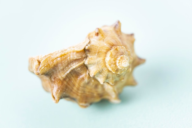 A Rapana sea shell on the blue background