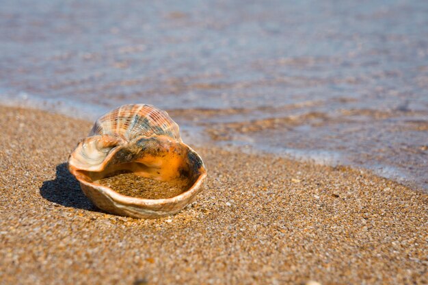 Rapana shell on the beach