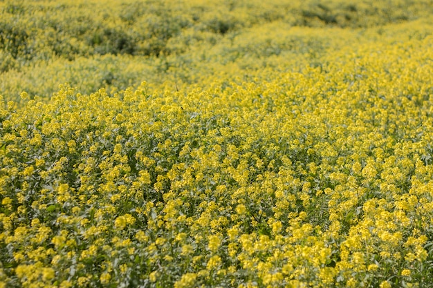 Rapaseed (brassica napus) bloem