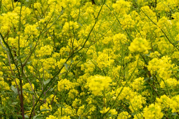 Rapaseed (Brassica napus) bloem