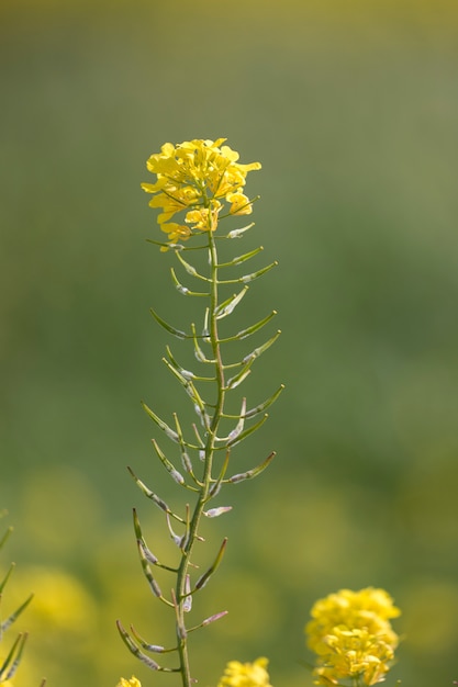 Rapaseed (Brassica napus) flower