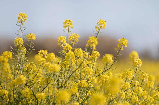 Rapaseed (Brassica napus) flower