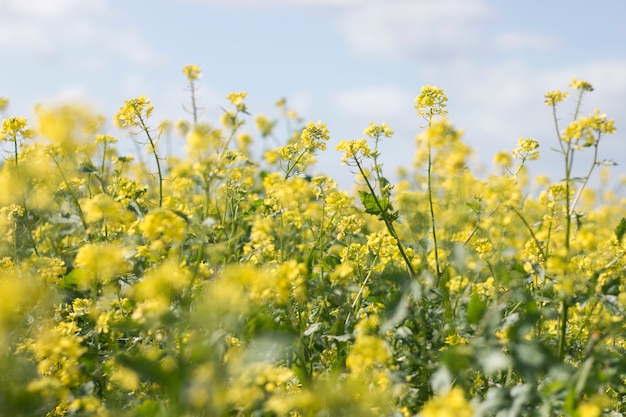 Rapaseed (Brassica napus) flower