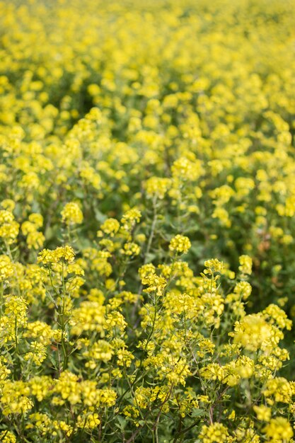 Rapaseed (brassica napus) fiore