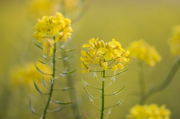 Rapaseed (Brassica napus) flower