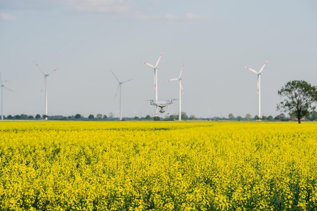 Rape field at blue sky with white clouds