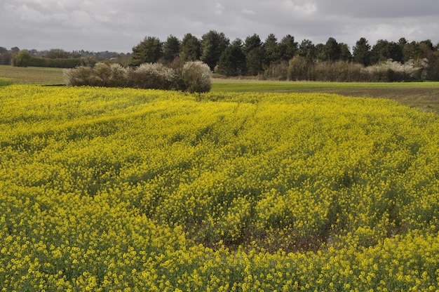 Rape field in France