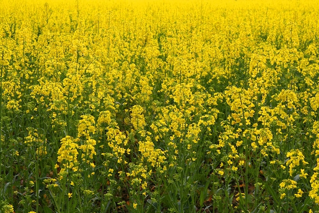 Rape field