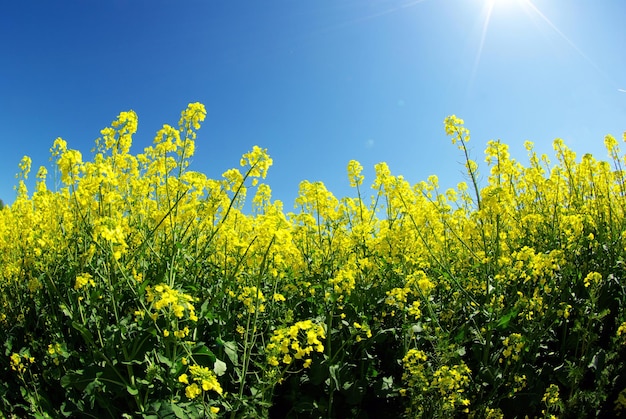 Rape field