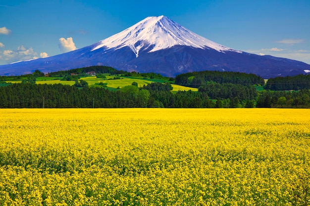 写真 ラップフラワーフィールドと富士山の複合写真