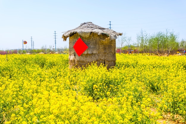 レイプの花畑