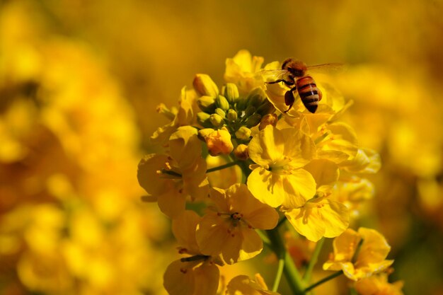 Rape flowers and bees shooting location tokyo metropolitan area