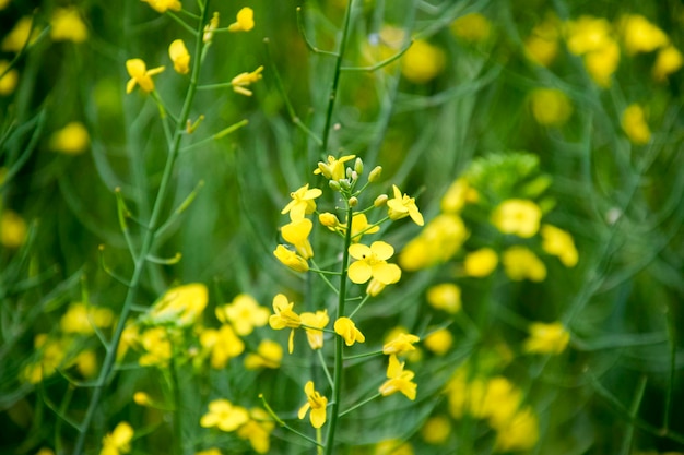 Photo rape flowers macro photo of a flowering canola rapeseed field