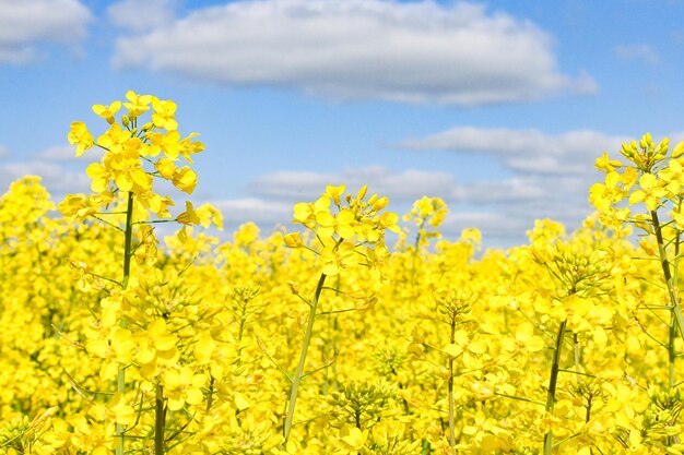 Rape flowers