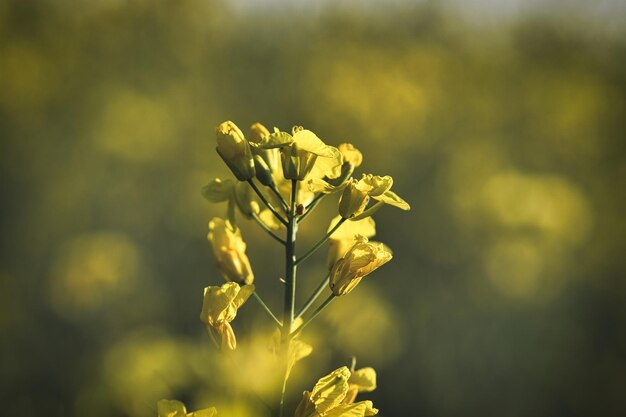 Rape with yellow flowers in the canola field Product for edible oil and bio fuel