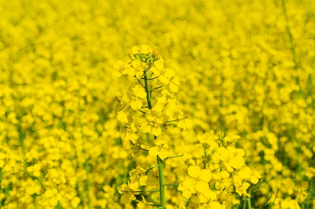 Rape yellow flower background in spring