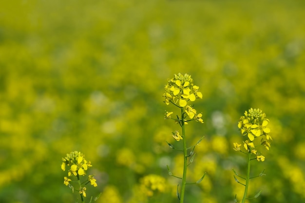 野原の菜の花