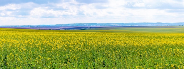 Rapeseed blossoms in a spring field on a clear sunny day