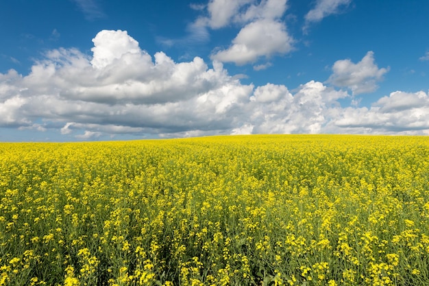 Rapeseed covered field with a cloudy blue sky in Prince Edward Island Canada