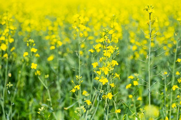 Rapeseed at farm field close up flowering canola crop plants selective focus agriculture background