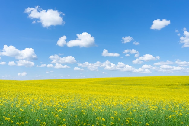 Campo di colza contro il cielo nuvoloso focus sullo sfondo