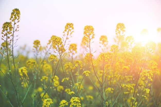 Rapeseed field, background, blooming culture of rape at sunset.