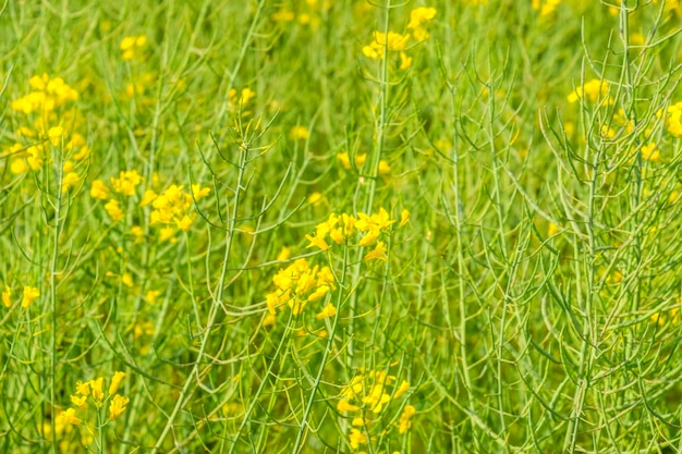 Photo rapeseed field background of rape blossoms flowering rape on the field