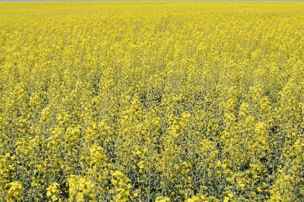 Rapeseed field Background of rape blossoms Flowering rape on the field