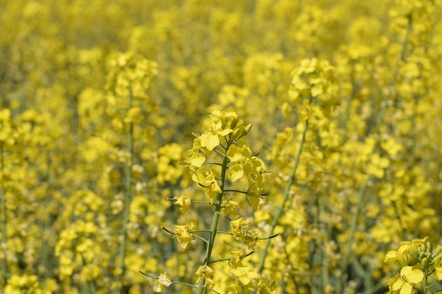 Photo rapeseed field background of rape blossoms flowering rape on the field