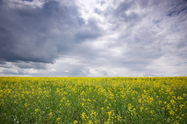 Rapeseed field, Blooming canola flowers close up. Rape on the field in summer.