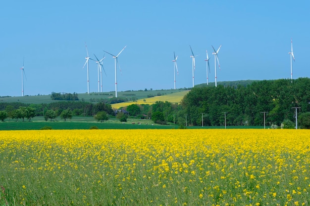 Rapeseed field Blooming rapeseed culture on a summer sunny day Lush flowering of agricultural crops Blue sky and wind generators on background