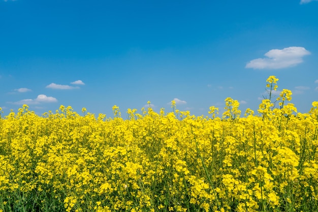 Rapeseed field and blue sky as the embodiment of the Ukrainian flag