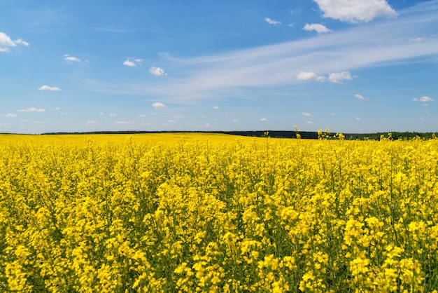 Rapeseed field in June 2017