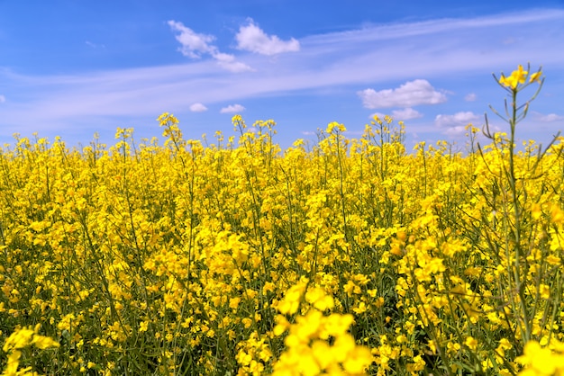 Rapeseed field in June