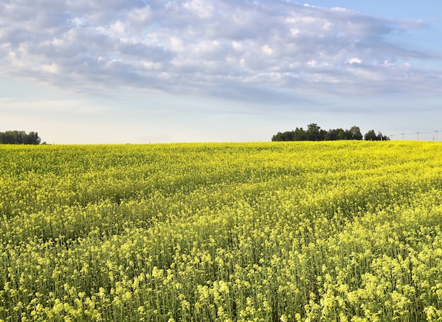 Rapeseed field under the sky