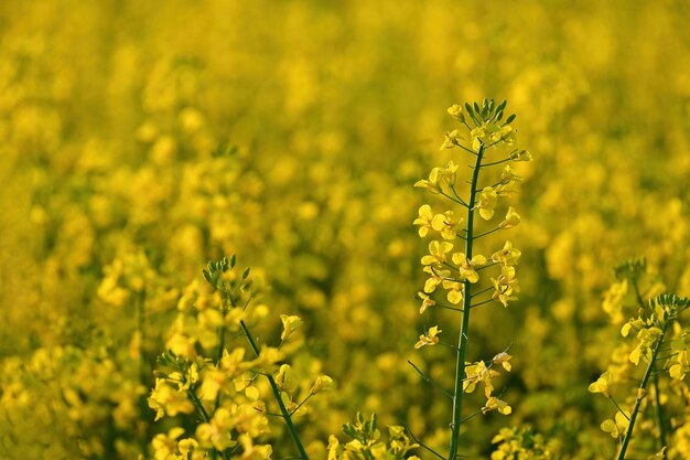 Rapeseed field at sunset Beautiful yellow nature background for spring and spring time Concept for agriculture and industry Brassica napus