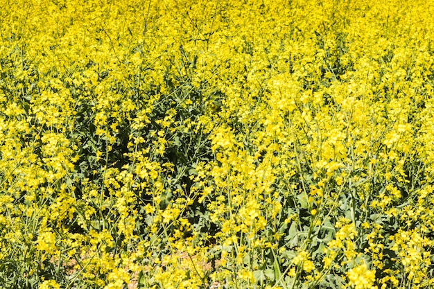 Rapeseed field with blue sky