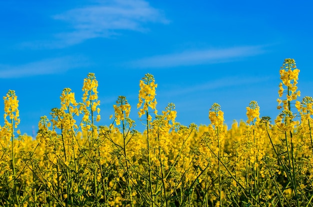 Рапсовое поле с желтыми цветами на фоне голубого неба естественный сельскохозяйственный эко солнечный весенний фон