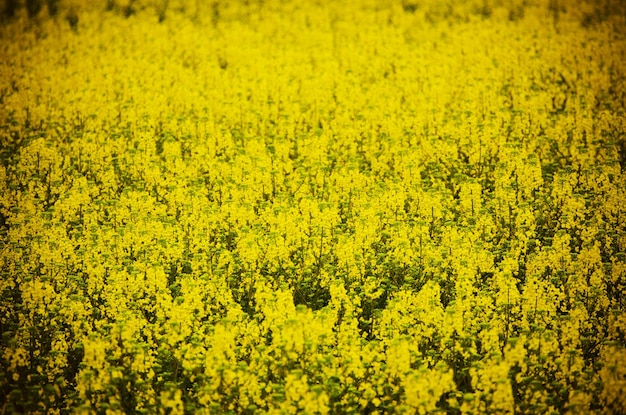 Rapeseed field with yellow flowers, natural agricultural eco spring background