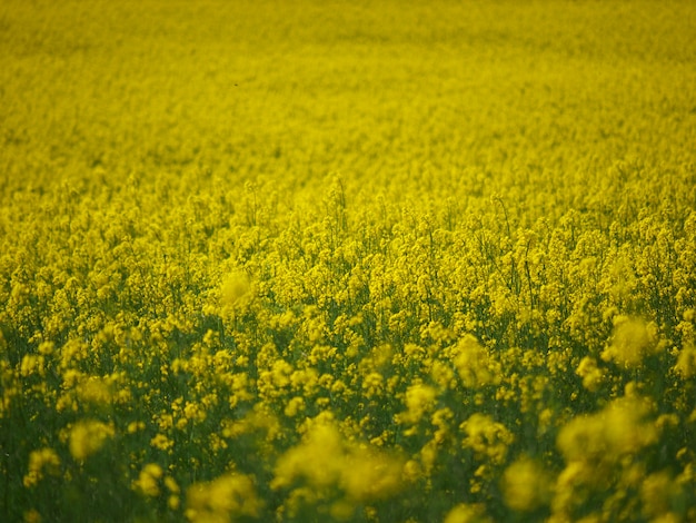 Rapeseed field with yellow flowers