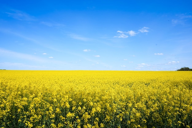 菜の花畑 素晴らしい咲く黄色の菜の花畑の風景