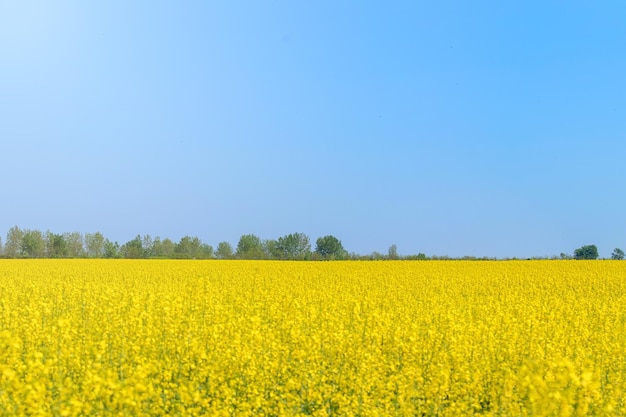 Photo rapeseed field, yellow oil rape seeds in bloom. green energy field.