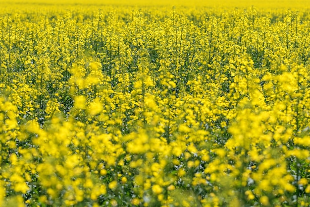 Rapeseed field, Yellow oil rape seeds in bloom. Green energy Field.