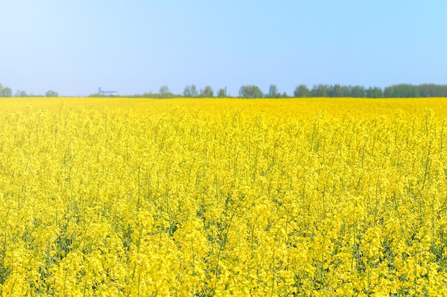 Rapeseed field Yellow oil rape seeds in bloom