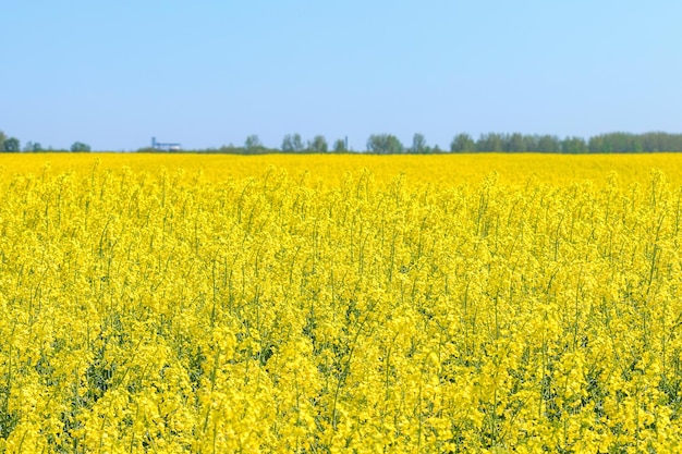 Фото Рапсовое поле желтые семена рапса в цвету