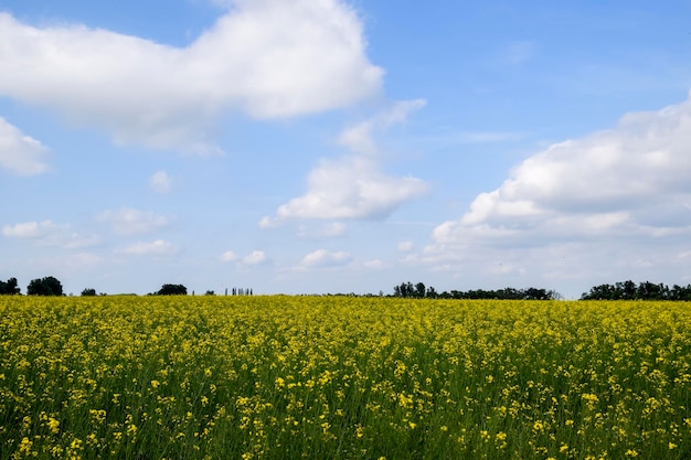 Photo rapeseed field yellow rape flowers field landscape blue sky and rape on the field