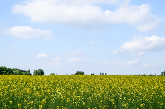 Rapeseed field Yellow rape flowers field landscape Blue sky and rape on the field