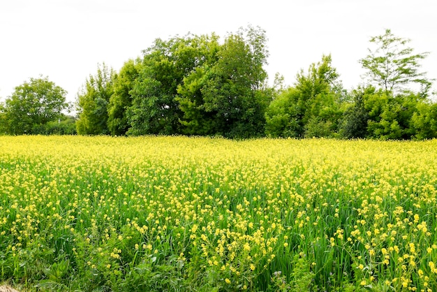 Photo rapeseed field yellow rape flowers field landscape blue sky and rape on the field